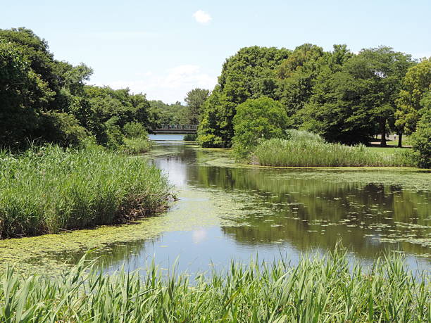 istock Japan. A beautiful summer day. At the river. 2228593380