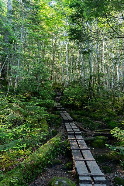 istock Walking through the beautiful moss forest at Shirakoma Pond 2228593583