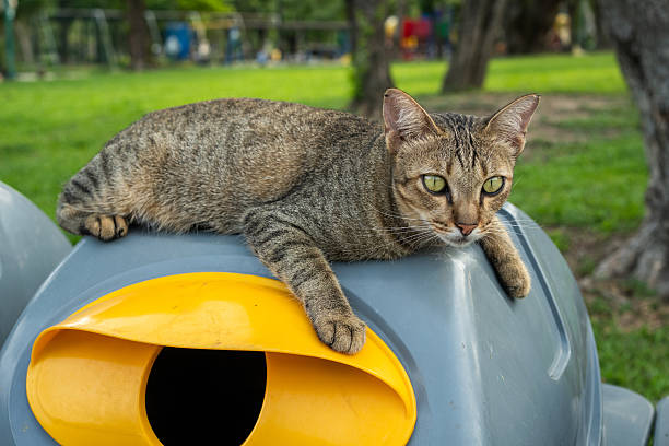 istock The cat sits on the box by relaxing. 2228593603