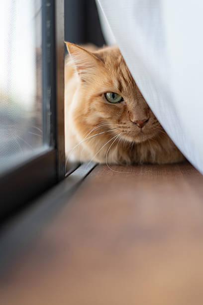 istock Cute cat relaxing by the window 2228593837