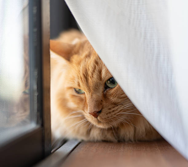 istock Cute cat relaxing by the window 2228593863