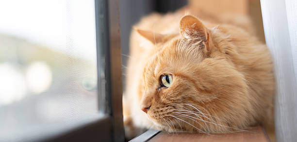 istock Cute cat relaxing by the window 2228593870