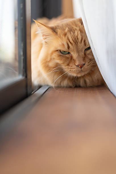istock Cute cat relaxing by the window 2228593882