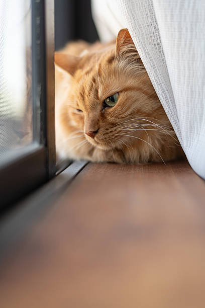 istock Cute cat relaxing by the window 2228593915