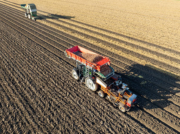 istock Tulip planting in a field during autumn 2228594701