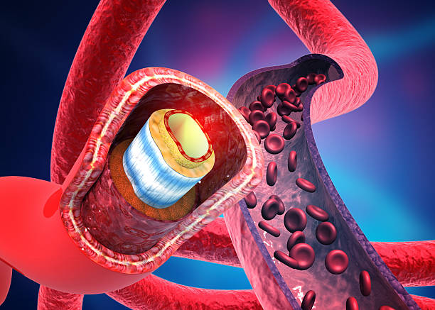 istock Human vein anatomy cross section 2228594925
