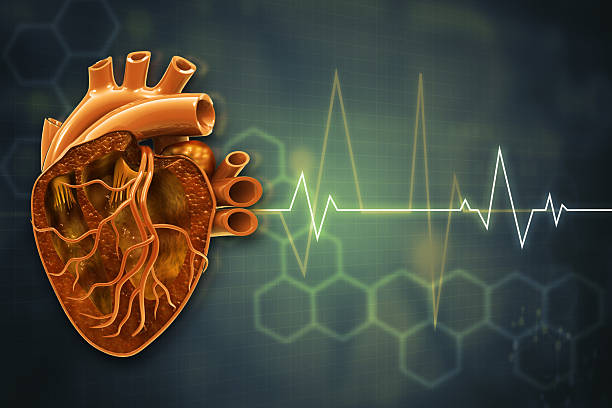 istock Human heart with ecg graph on scientific background 2228595245