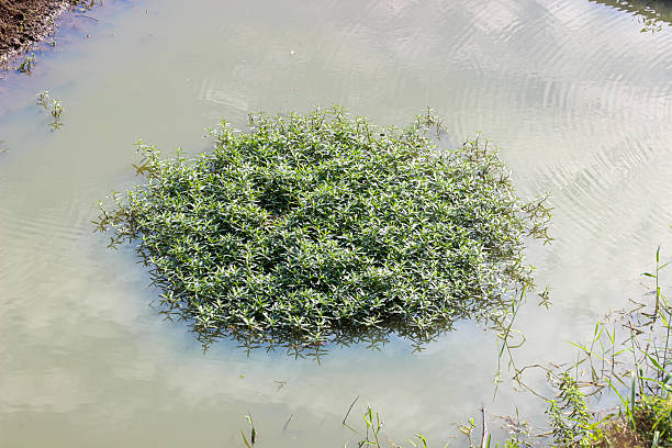 Aquatic green plant floating on calm water surface in pond. Fresh natural wetland vegetation, ecology, environment, and tropical nature background concept.