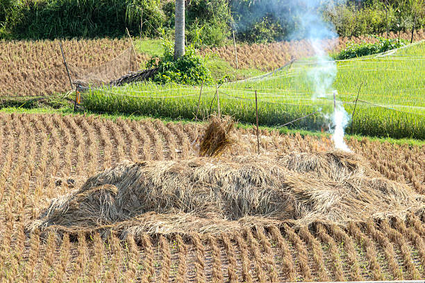 Smoke rising from burning rice straw in a harvested paddy field, traditional farming practice in rural agriculture landscape, Asia countryside scene