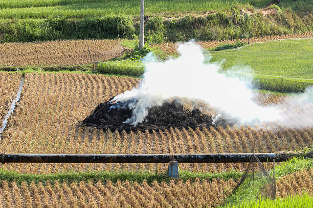 Smoke rising from burning rice straw in a harvested paddy field, traditional farming practice in rural agriculture landscape, Asia countryside scene