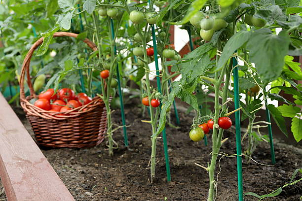 In greenhouse ripe red and green tomatoes are growing on a vines against the background of crop of ripe tomatoes in a wicker basket and tomato plants.
