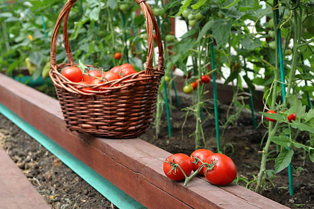 In greenhouse a heap of ripe tomatoes is located on a massive wooden beam in front of wicker basket with tomatoes harvest against the background of tomato plants.