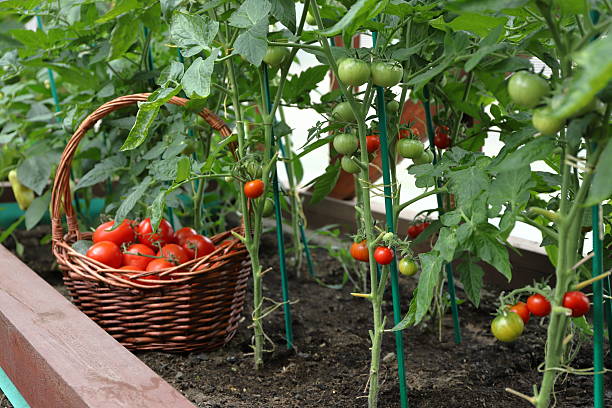 istock Ripe tomatoes are growing in greenhouse. 2228596523