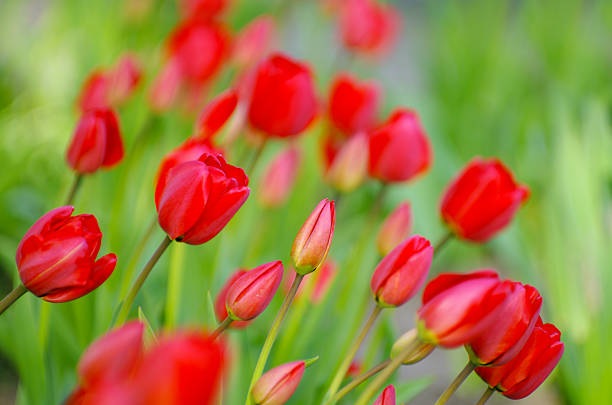 Red tulips in the garden