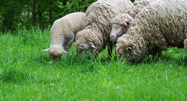 istock Close up of sheep in field 2228597951