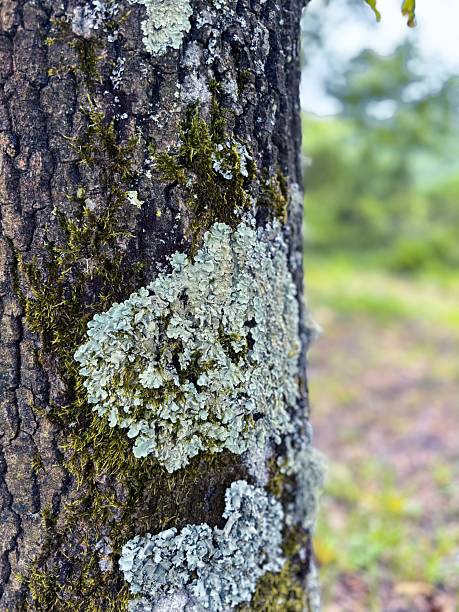 Moss and Lichen Growing on the Bark of a Tree