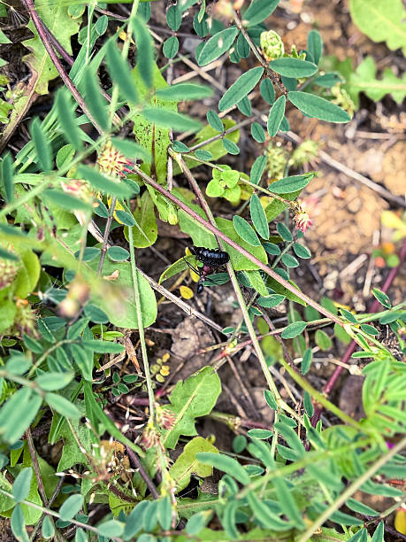 istock Large Black Insect on a Green Plant Stem 2228599189