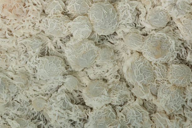 istock Close up,Growth of Bacteria and microorganisms 2228599212
