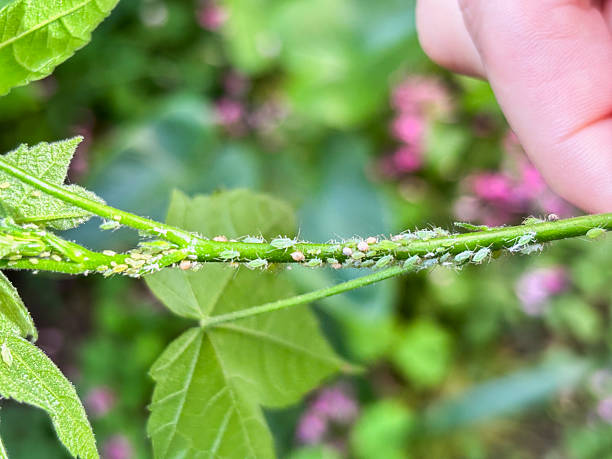 istock Close-up of a Hand Showing an Aphid Covered Plant 2228599441