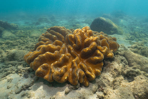 istock Large brain coral growing on tropical reef 2228602146