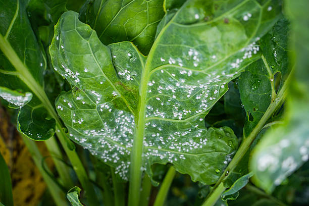 istock Whitefly on a Brussels sprout leaf, close-up 2228602735