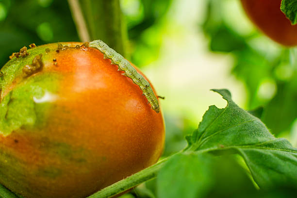 A caterpillar eats a tomato growing in a greenhouse, close-up.
