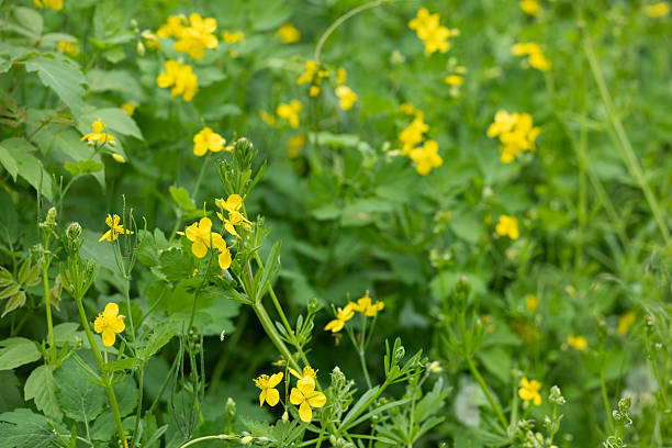 istock celandine flowers, medicinal plants celandine 2228603746