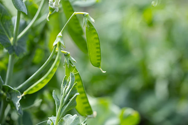 istock green peas in pods in the field close-up. selective focus. 2228604043