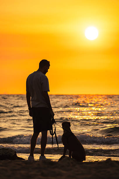 istock Man standing on the beach with his German Boxer dog sitting beside him, both watching the sunset over the sea, creating a peaceful silhouette scene. 2228604248