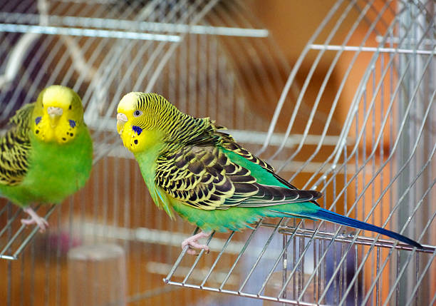 Green budgerigar parrot close up sits on cage near the mirror.