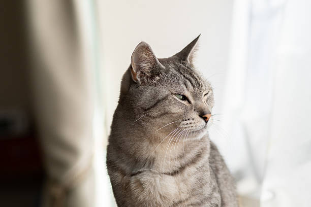 istock Cute cat relaxing by the window 2228604485