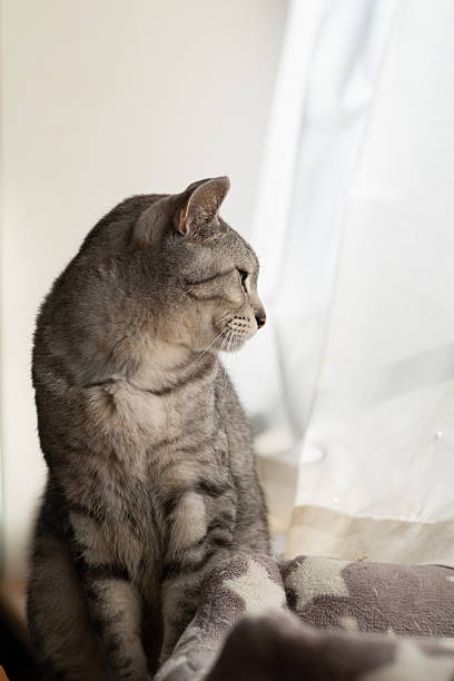 istock Cute cat relaxing by the window 2228604529