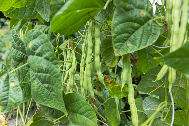 istock Cowpea plants in growth at vegetable garden 2228605168
