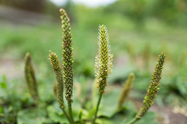 Broadleaf plantain Plantago major as weed on stony ground.