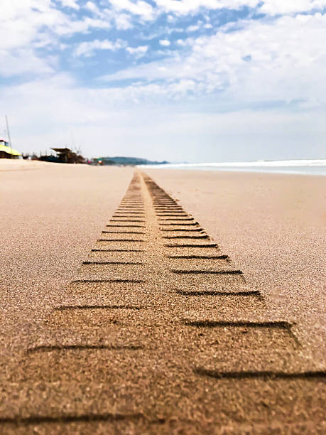 A beach with a line of tire tracks, vertical