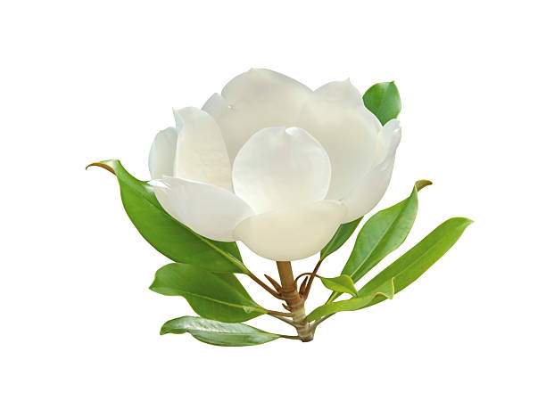 istock Half-open fragrant magnolia flower with glossy leaves isolated on white. Perfume ingredient. 2228606099