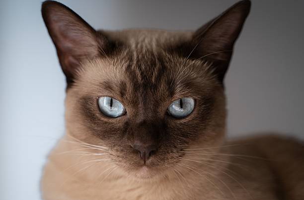 istock Female Tonkinese breed cat 2228606255