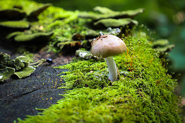 istock A vibrant mushroom with a white stem and a light cap grows on an old stump covered in rich green moss and tinder fungi. This is a perfect illustration of the biodiversity of forest life and natural harmony. 2228608195