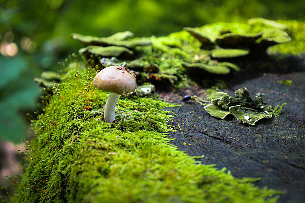 istock A unique mushroom grows on an old tree, which is densely covered with bright green moss and other fungi. This photograph illustrates the diversity of forest life, the microcosm, natural harmony, and ecological beauty. 2228608217