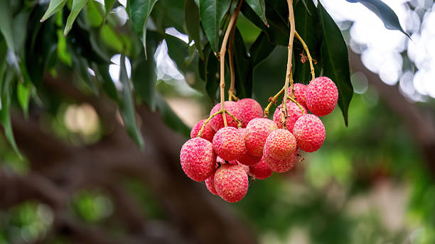 istock Red Lychee fruit hanging on a tree in an orchard. 2228608362