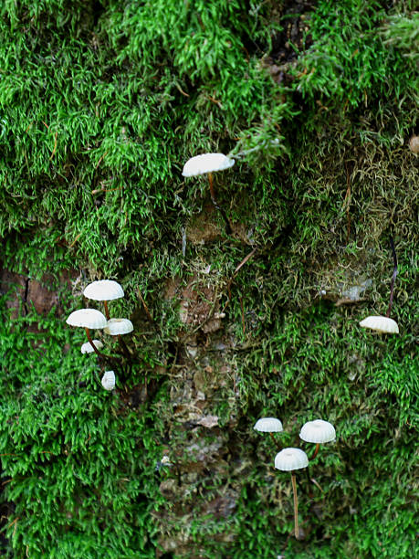 istock Small white mushrooms grow on a tree trunk covered in green moss, creating a fairytale-like forest scene. The detailed macro shot of natural textures highlights life thriving in the wild. 2228608471