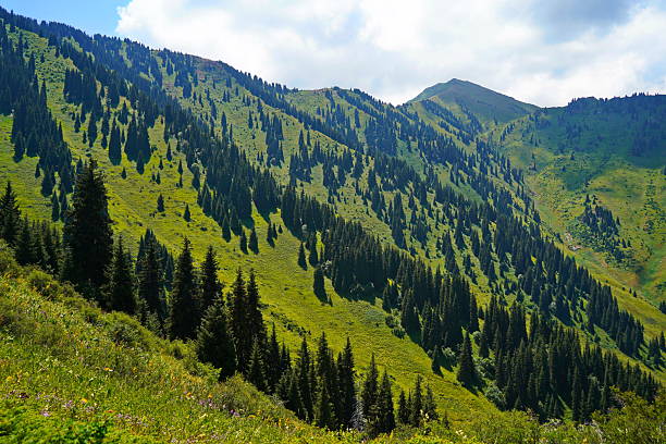 istock Ile-Alatau National Park. A mountain gorge with different vegetation. 2228608964