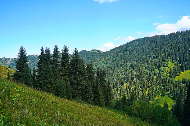 istock Ile-Alatau National Park. A mountain gorge with different vegetation. 2228609634