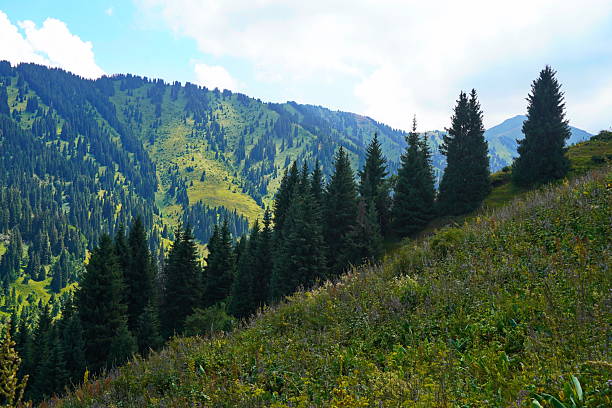 istock Ile-Alatau National Park. A mountain gorge with different vegetation. 2228609731