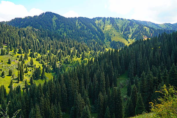 istock Ile-Alatau National Park. A mountain gorge with different vegetation. 2228609732