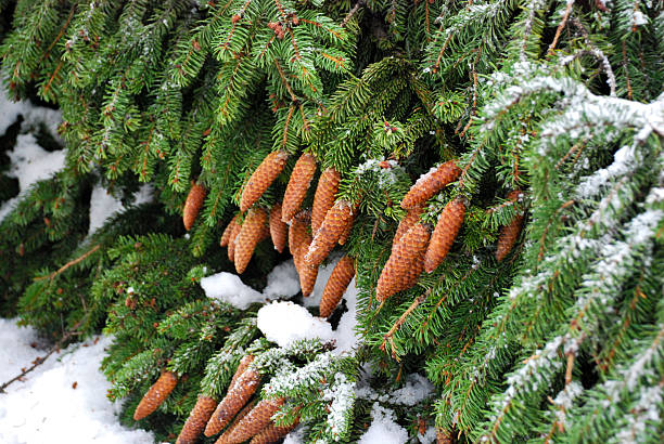 Winter pine tree branch with pine cones outdoors. Covered in snow evergreen tree close-up