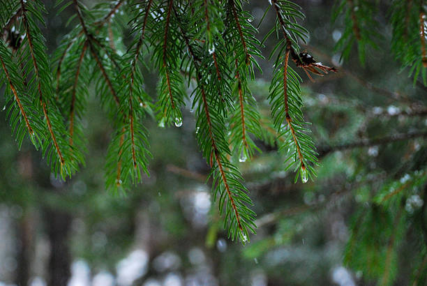 Close-up of dew-covered pine needles in a misty forest environment.
