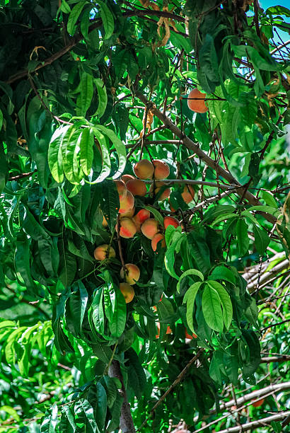 Ripe peaches hanging from lush green tree branches in orchard