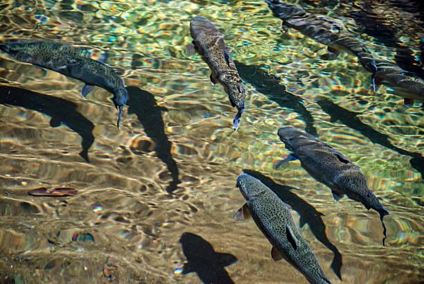 istock Group of rainbow trout swimming in clear stream under sunlight 2228611558