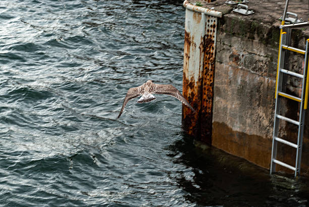 Seagull soaring near rusty dock over ocean waves.